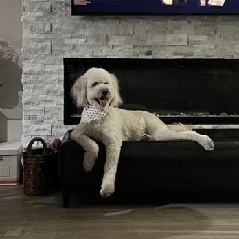 PAWlish Pet Salon & Mobile Grooming, photo 4