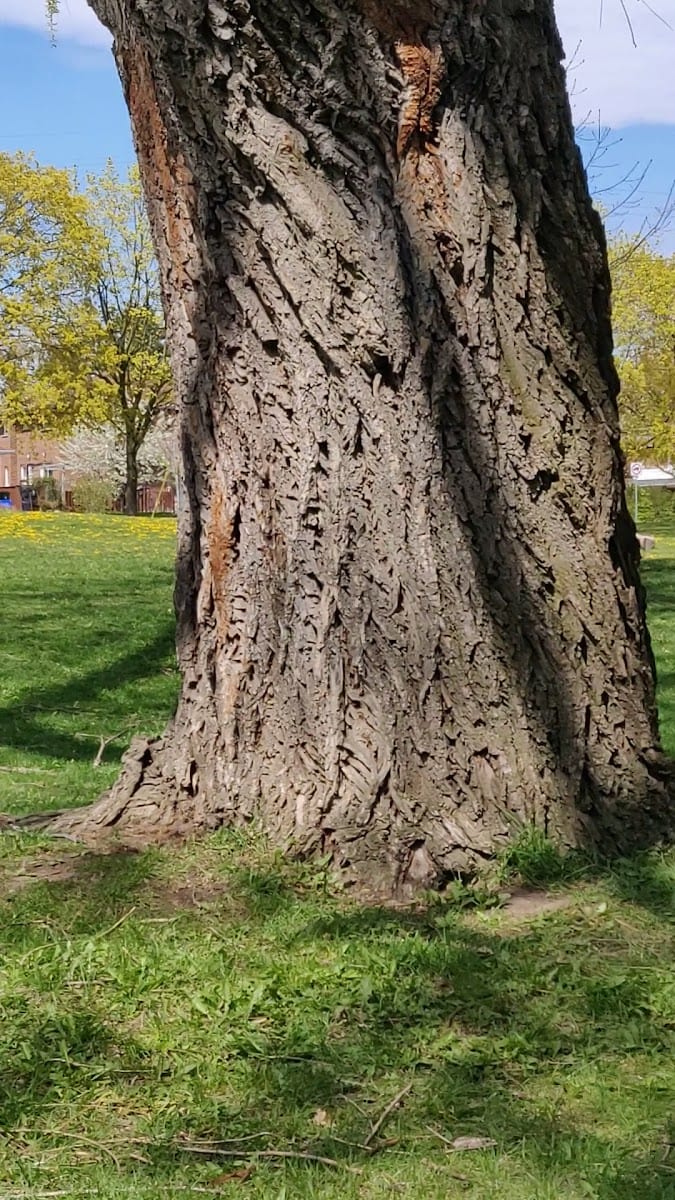 Old Sheppard Park, photo 2