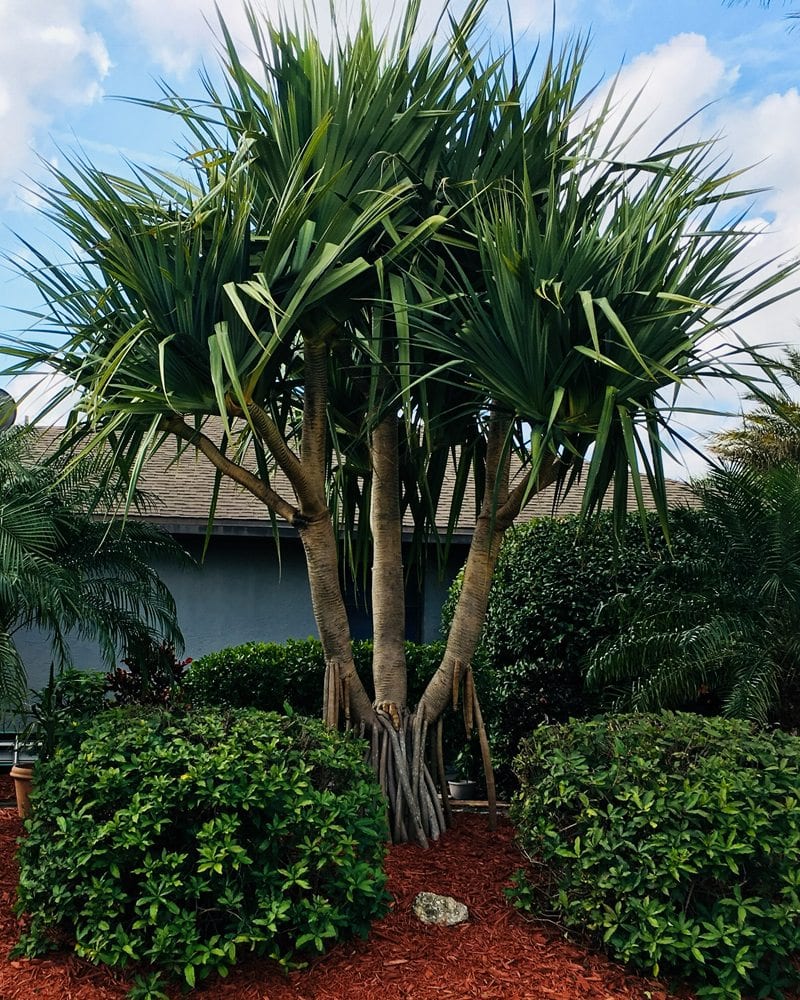 Charlotte County Lawn & Landscaping, photo 4