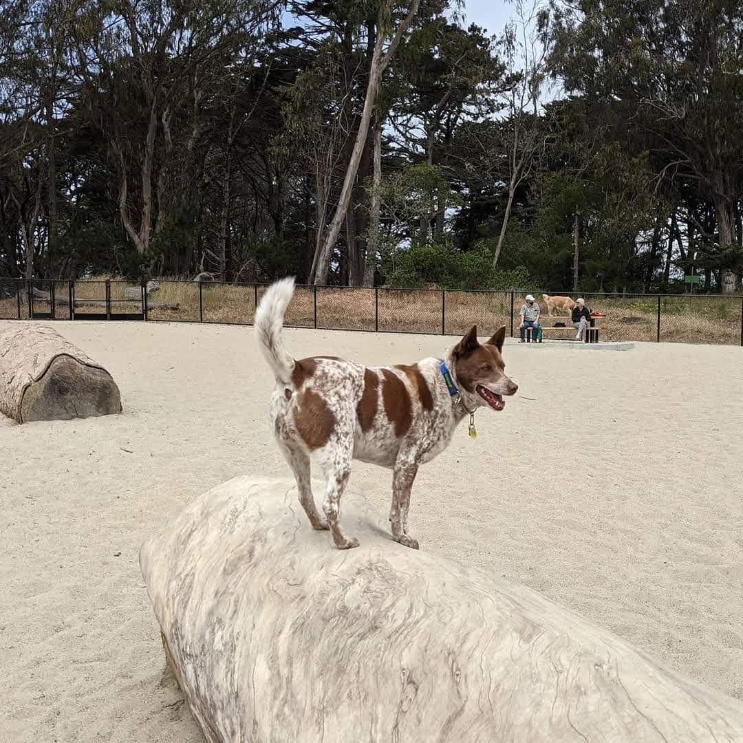 Golden Gate Park Dog Training Area, photo 3