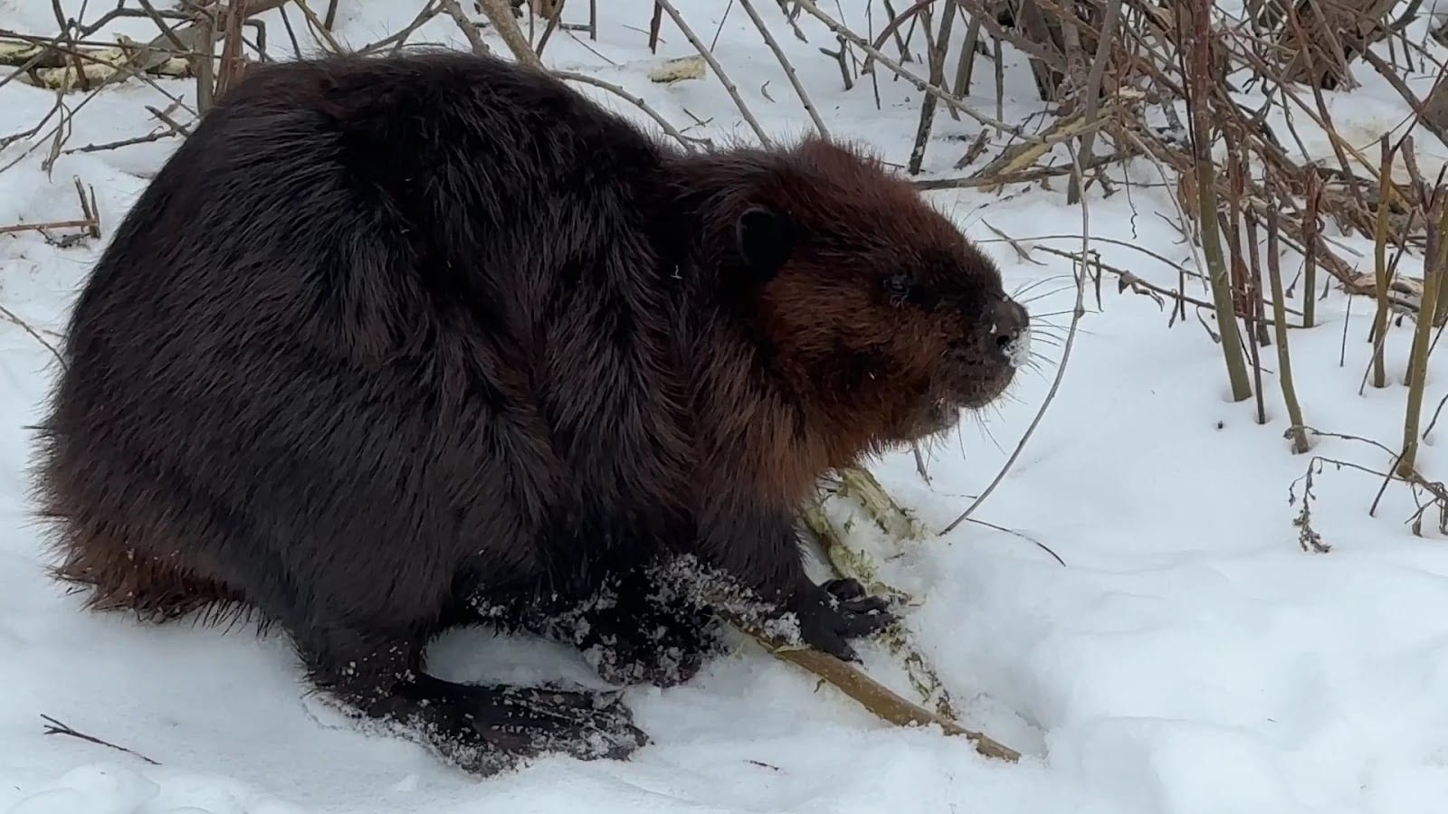 Beaver Greenway, photo 2