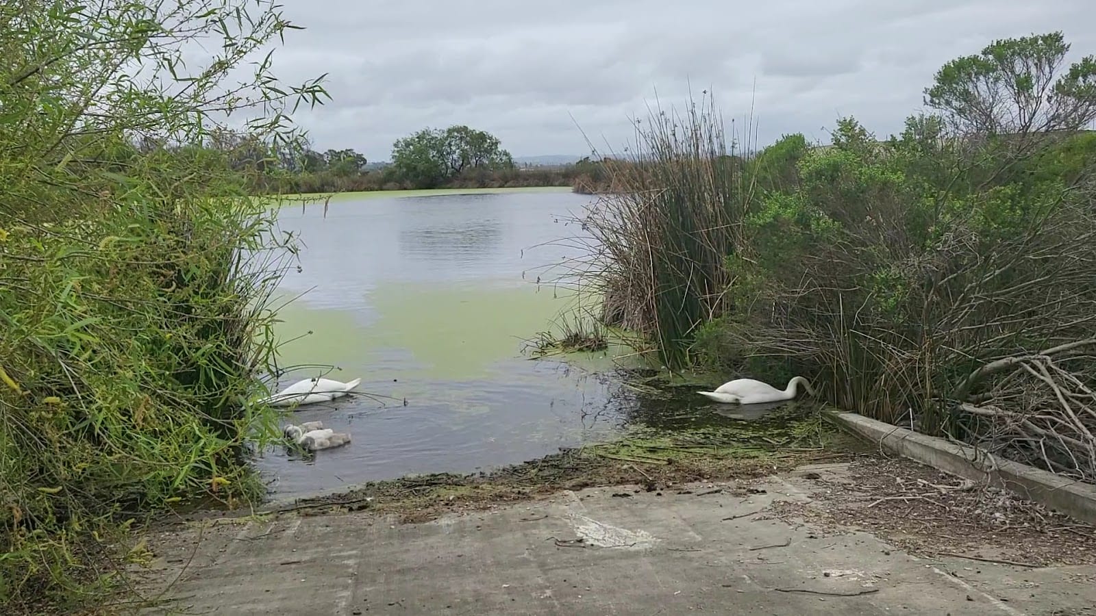 Wetlands Edge Park, photo 2