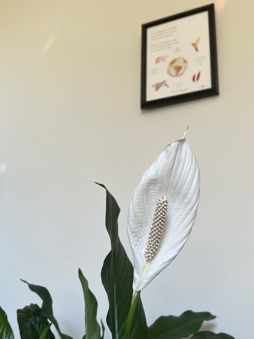 White Pine Wellness, photo 4