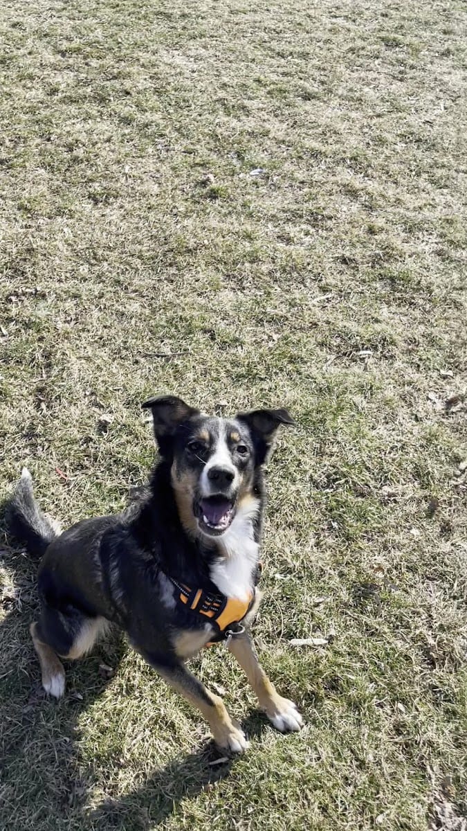 Stan Wadlow off-leash dog park, photo 2
