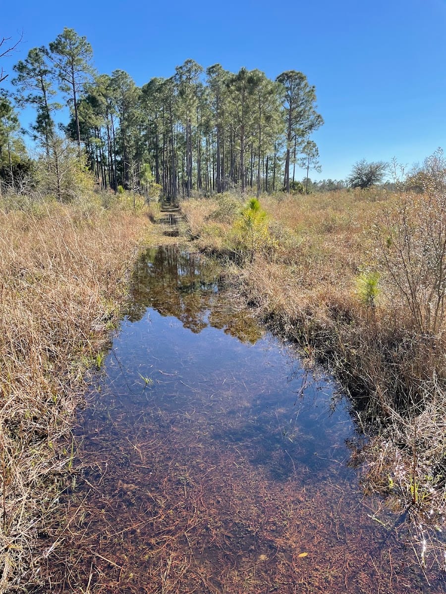 Babcock Ranch Preserve - Footprints Trail