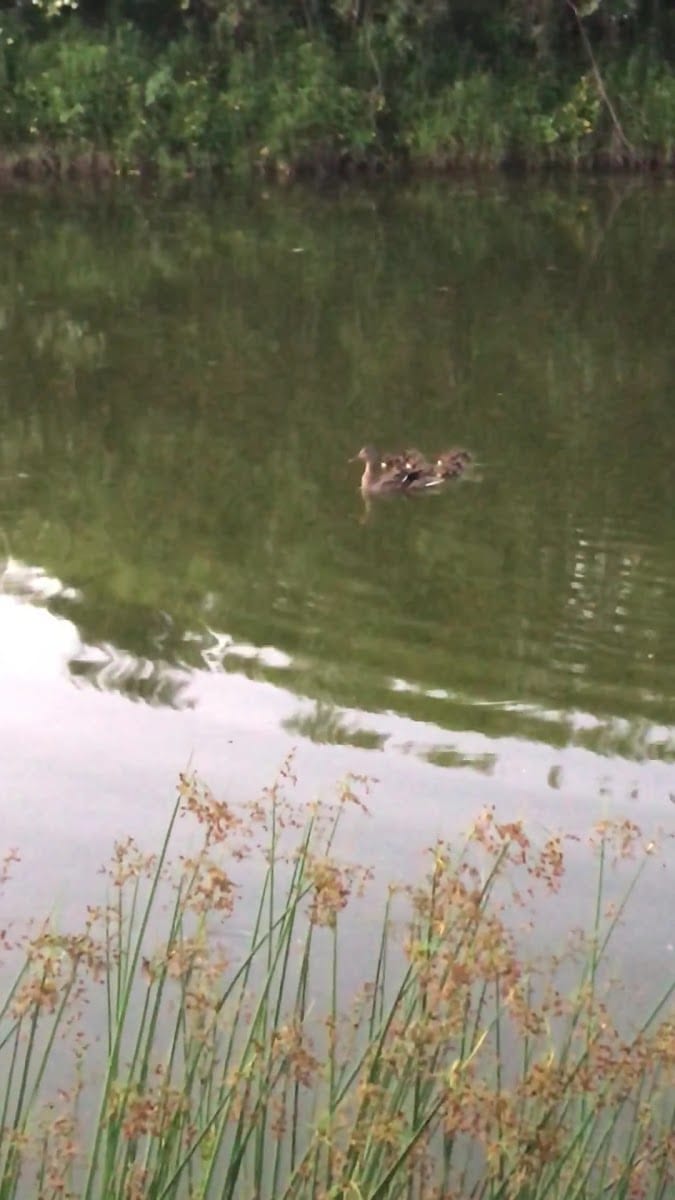 Stormwater Pond on Oak Ridges Corridor Conservation Reserve, photo 2