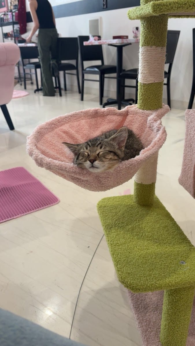The Bubble Cat Cafe