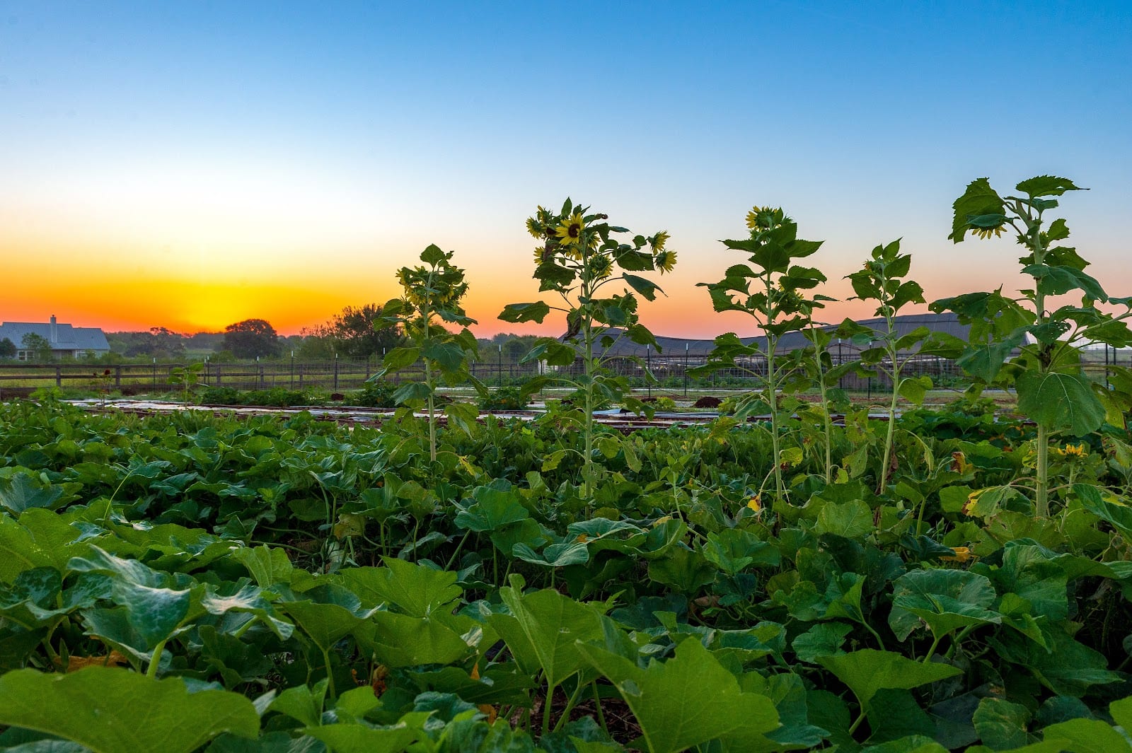 Deeply Rooted Ranch