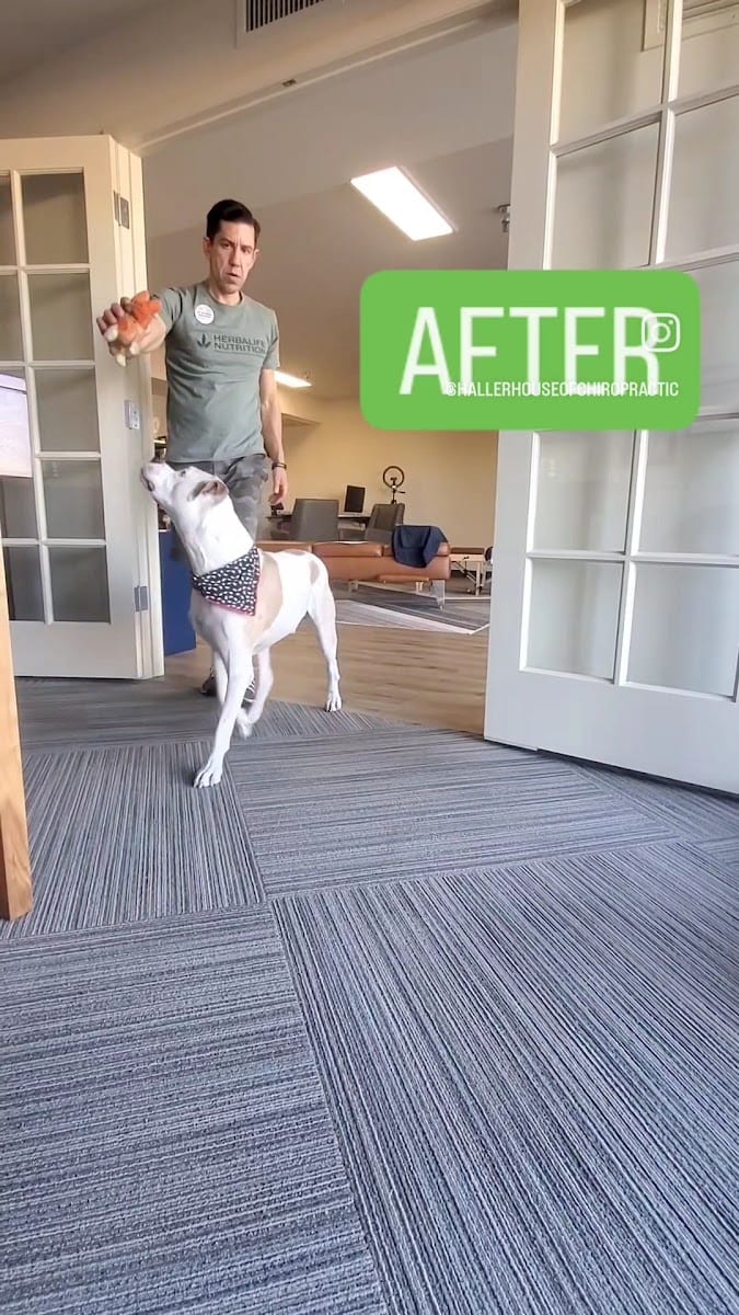 ANIMAL CHIROPRACTIC SCOTTSDALE, photo 3
