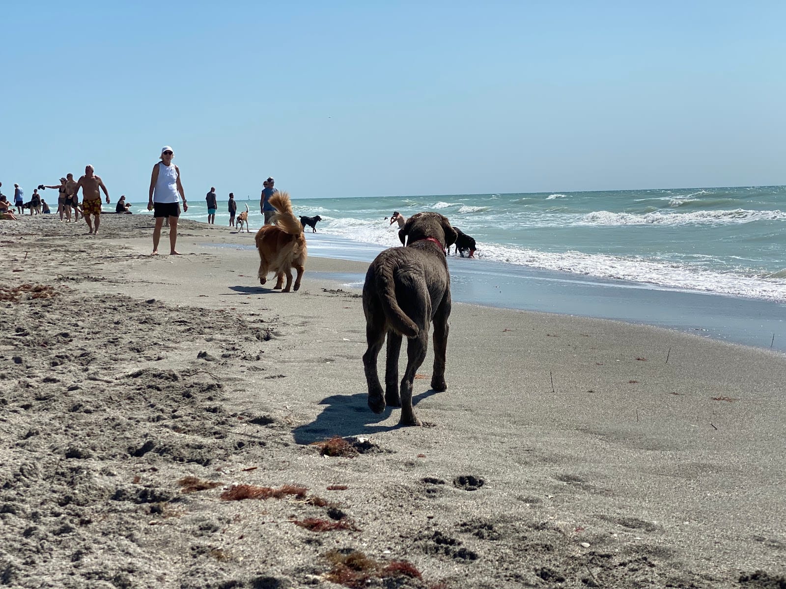 Venice dog beach