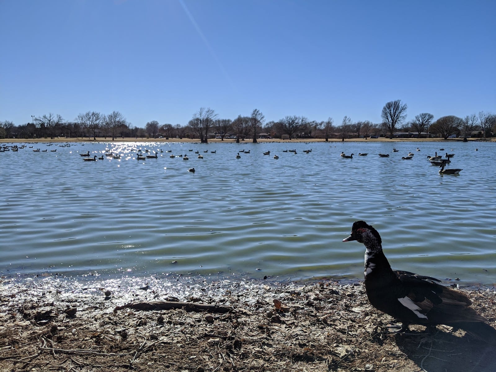 Frank Higinbotham Park