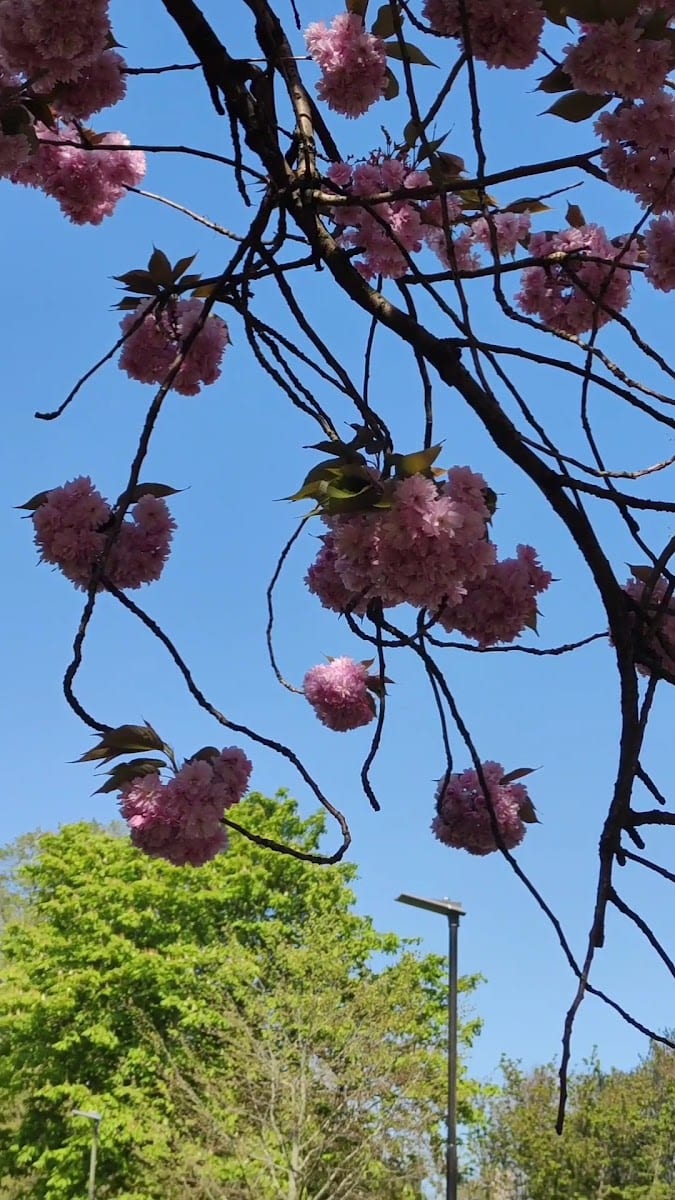 Chapelfield Gardens, photo 2