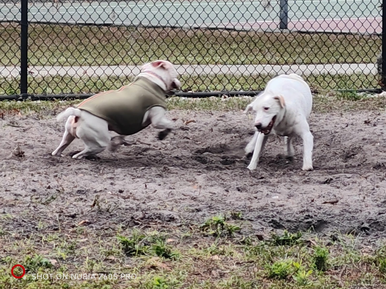Canine Club Dog Park, photo 3