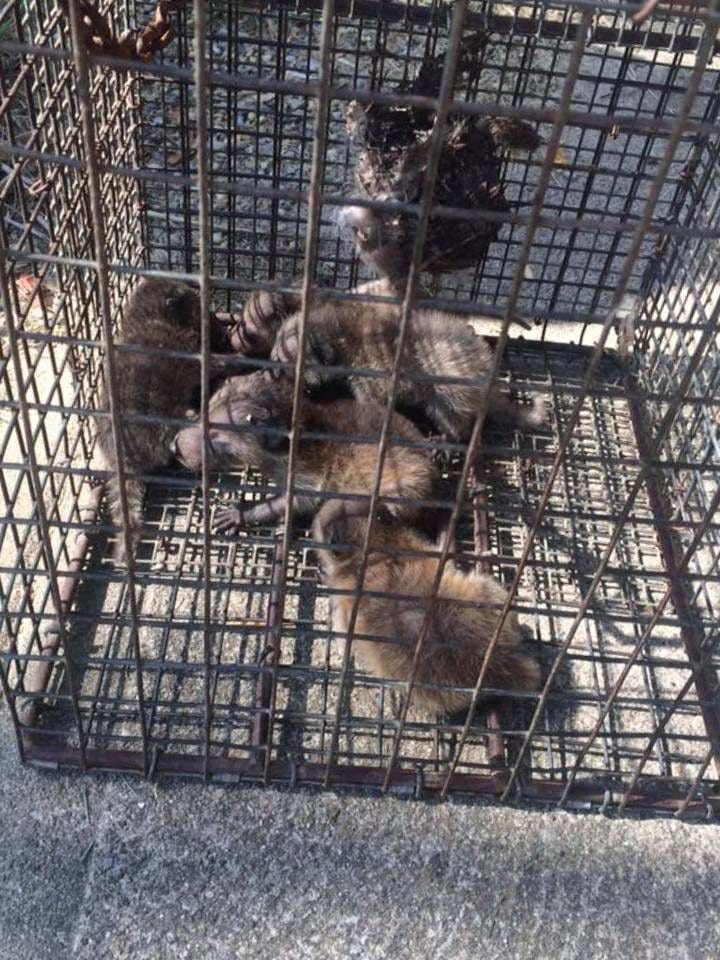 Saratoga County Wildlife Removal, photo 2