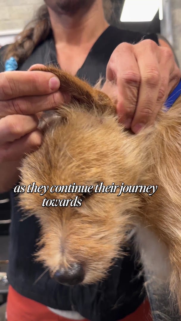 A Clip Above - Pet Styling, photo 2