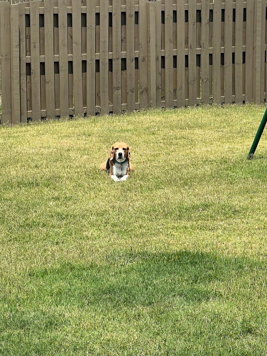 No Place Like Home Pet Care.llc