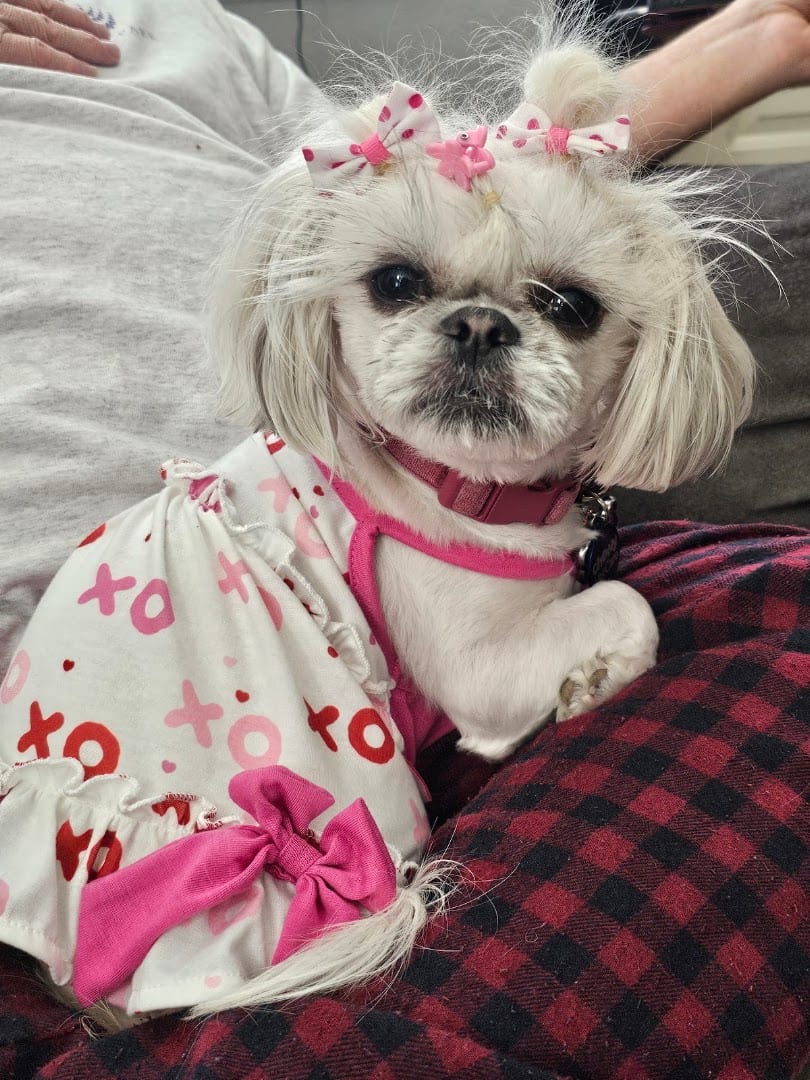 Perfect Pets, photo 3