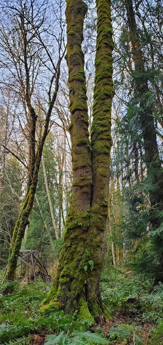 McGrath Woods Park, photo 3