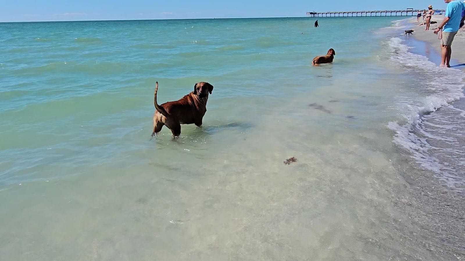 Brohard Paw Park, photo 3
