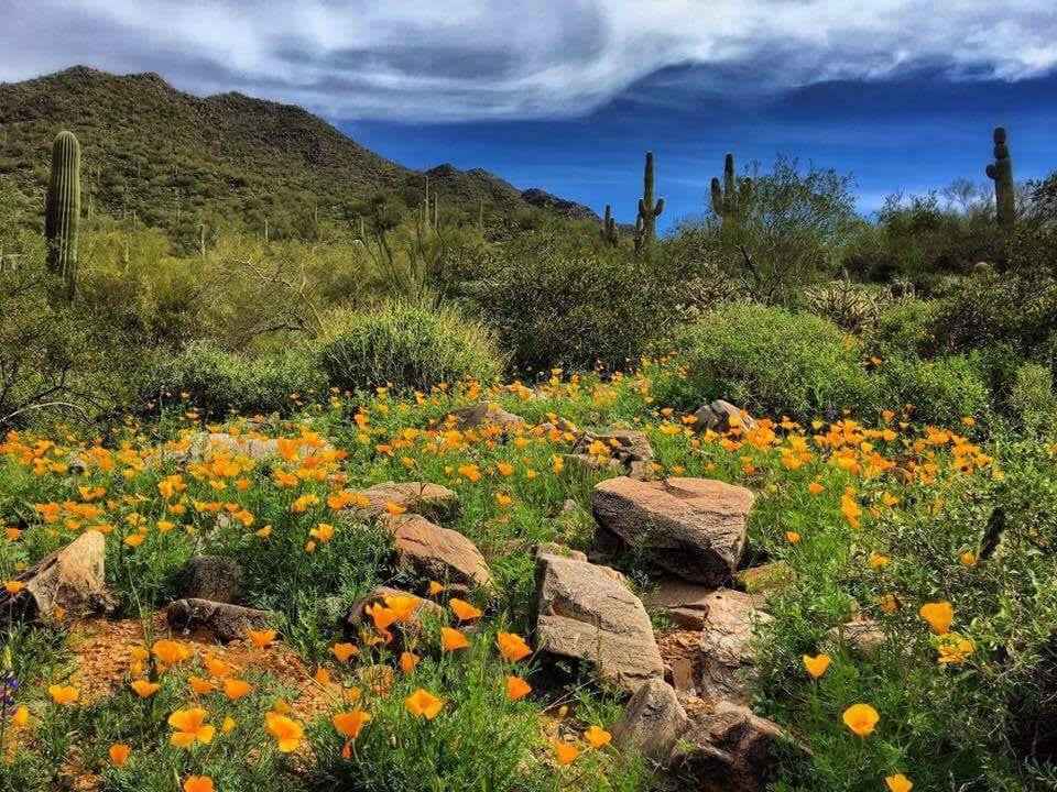 Maureen Tatum Keller Williams Arizona Realty, photo 3