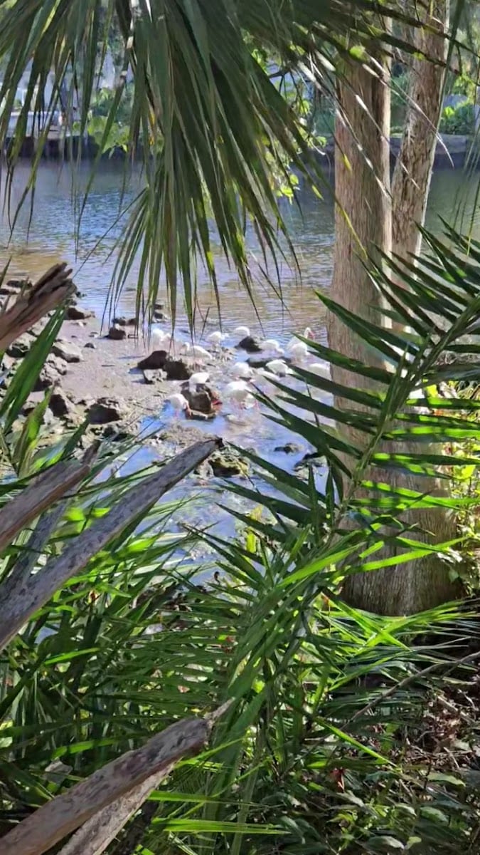City of Tampa Park, photo 2