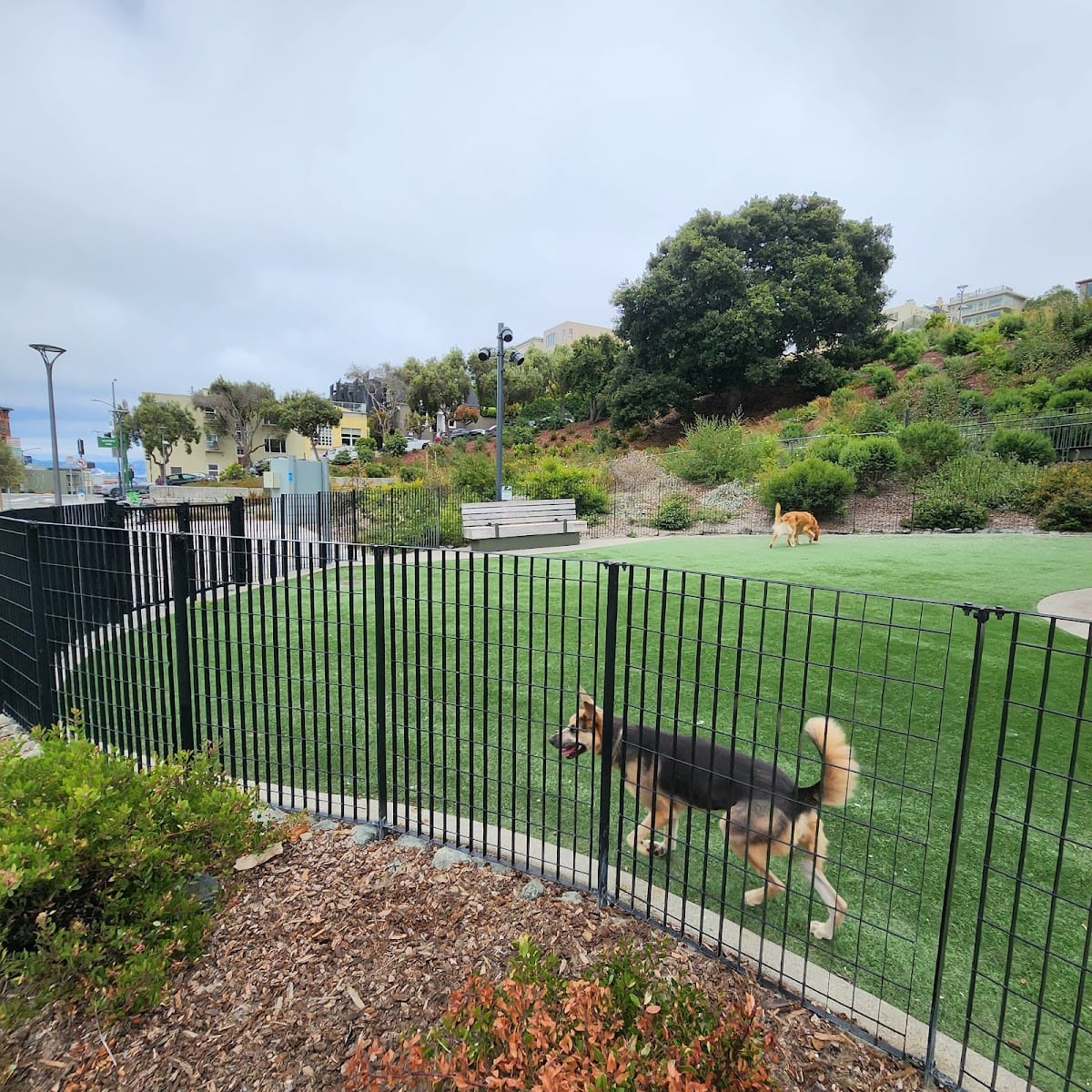 Pepi's Dog Play Area