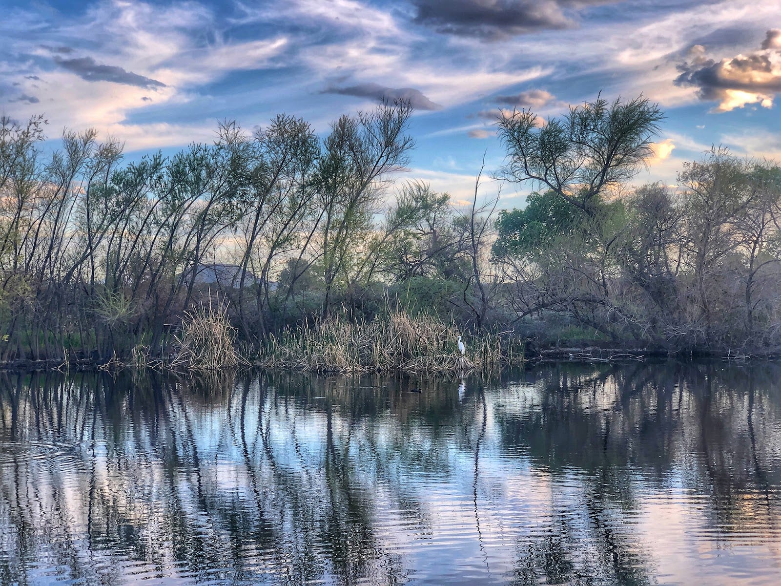 Sweetwater Wetlands Park, photo 2