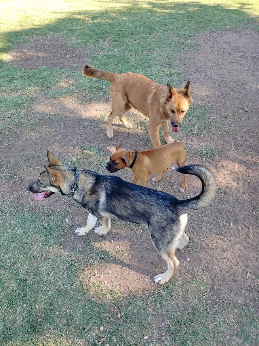 MacKenzie Canyon Run Dog Park, photo 3
