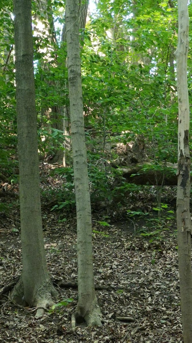 Stuart Greenbelt, photo 2