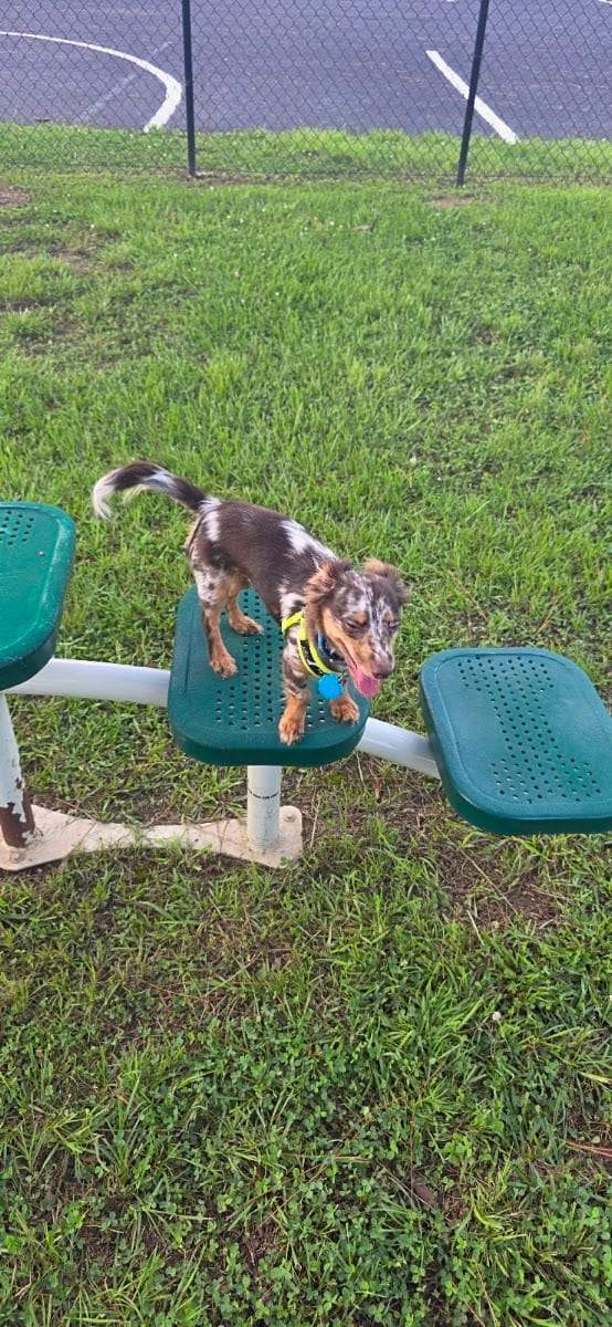 K9 Corner, photo 3