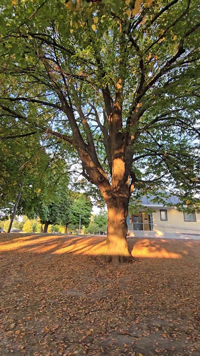 Earlscourt Park Dogs Off-Leash Area, photo 2