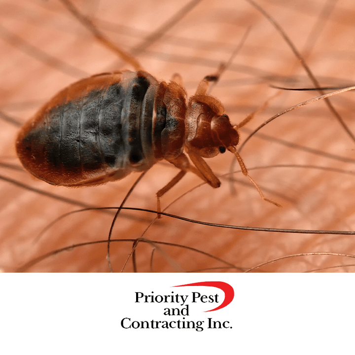 Priority Pest & Contracting, photo 3