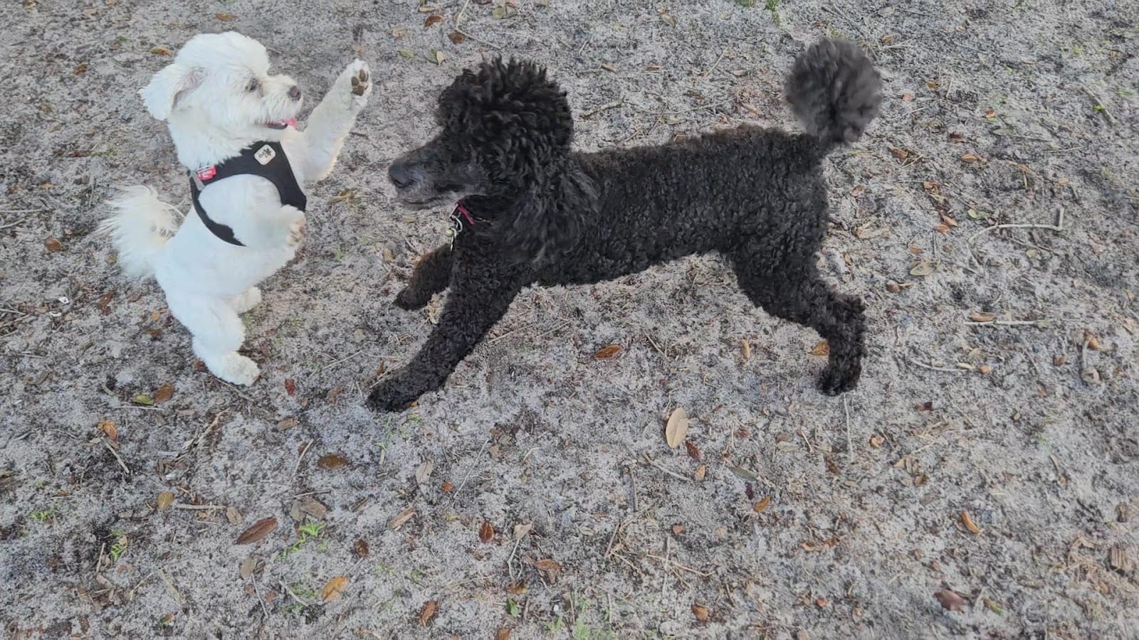 The Meadows Dog Park, photo 3