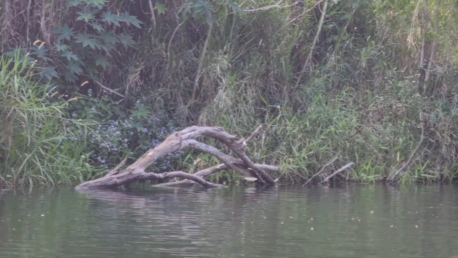 Platypus Beach, photo 2