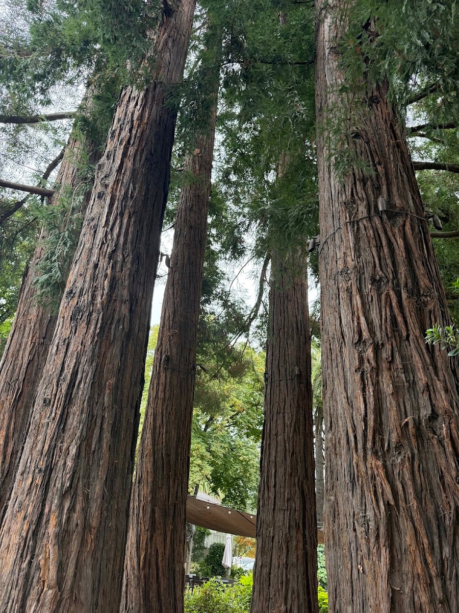 Sequoia Grove Winery, photo 2