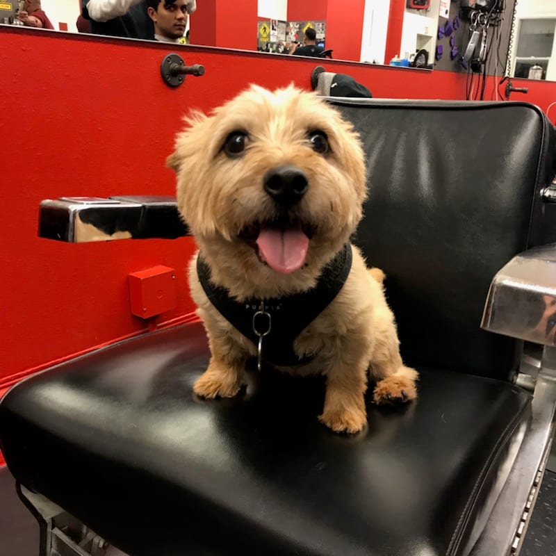 Joe's Barbershop, photo 4
