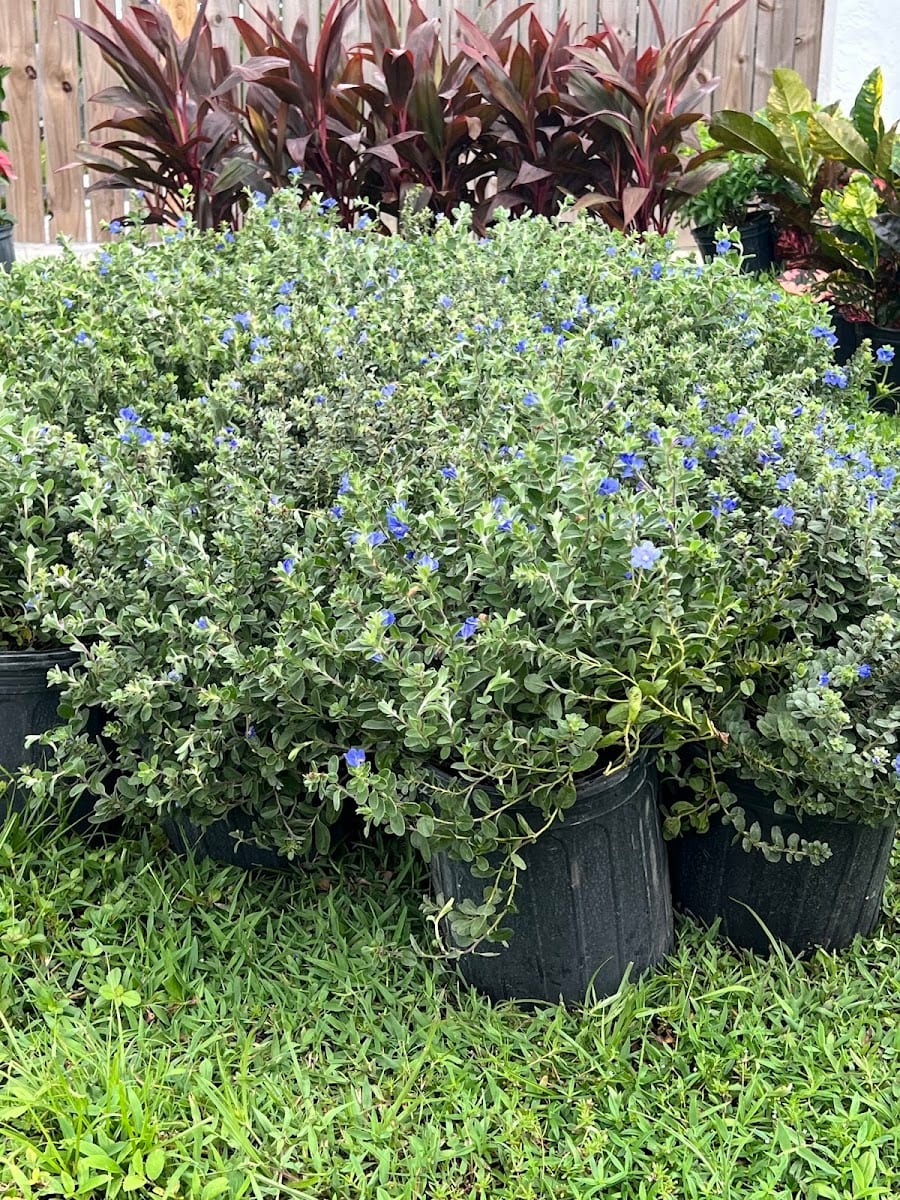 Cortes & Sons Landscaping & Nursery