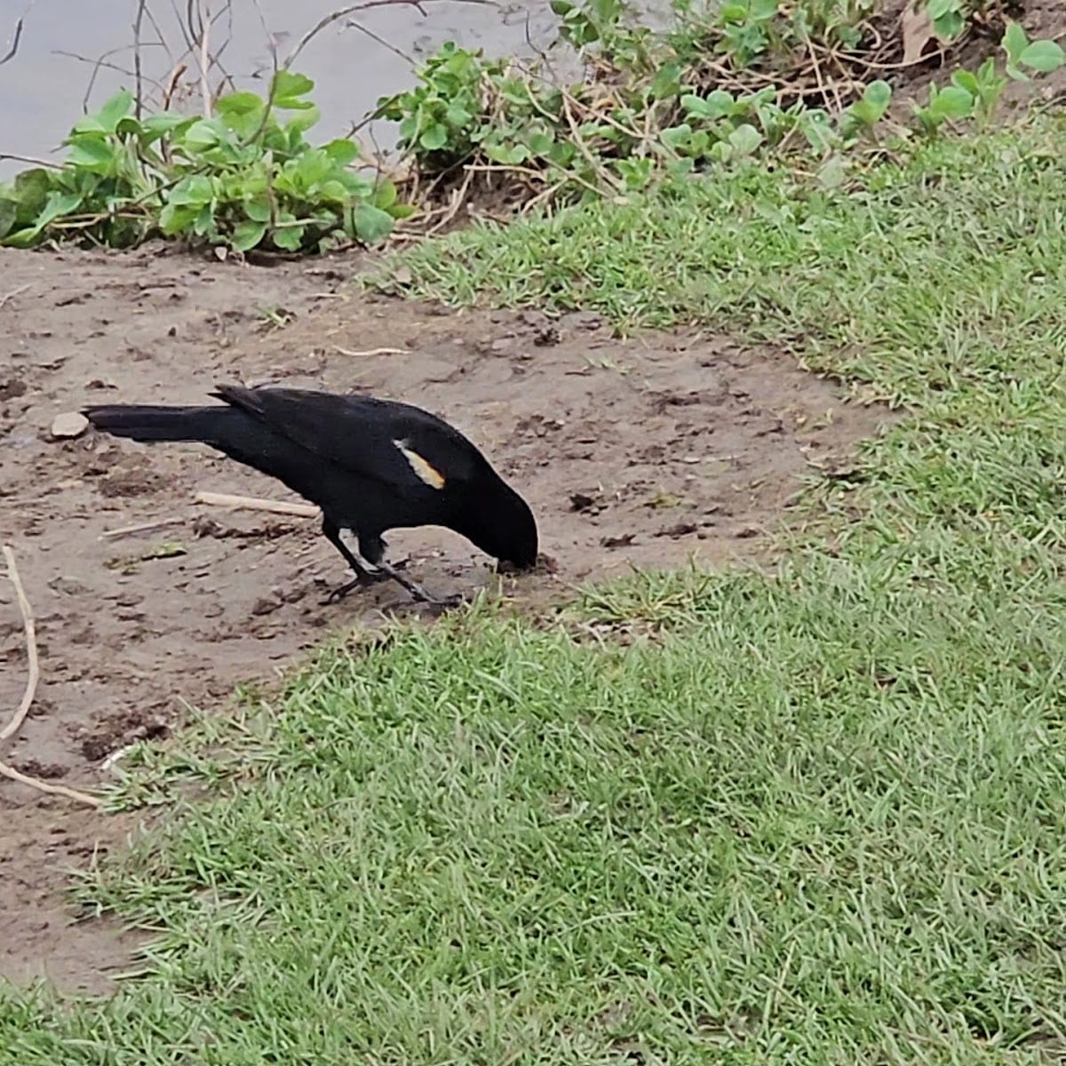 Sentinel Park, photo 2