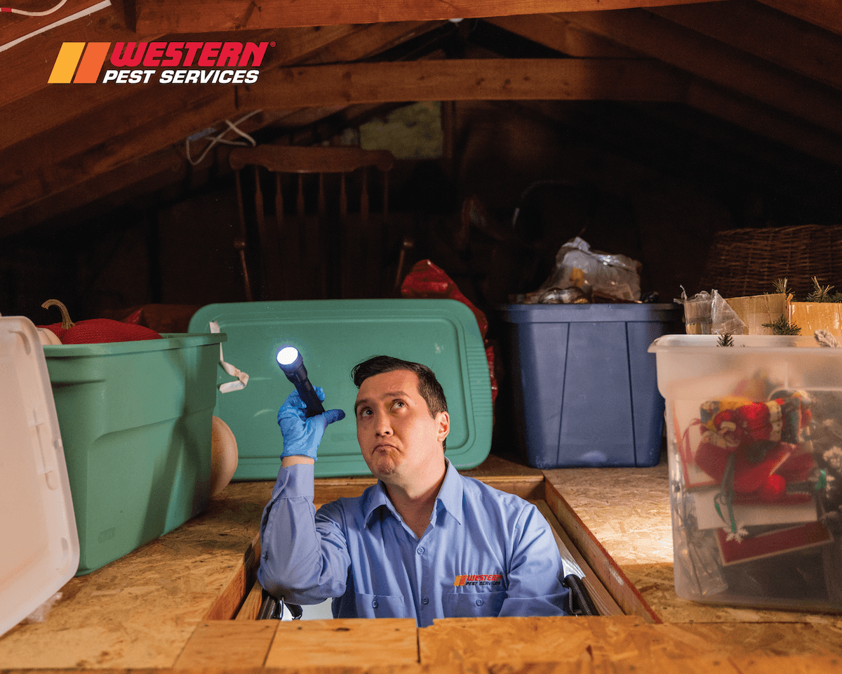 Western Pest Services, photo 2