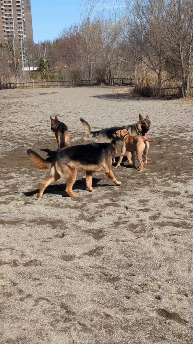 Marie Curtis Dog Park, photo 2