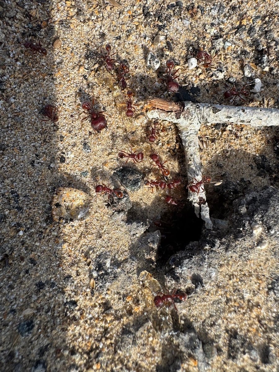 Bug City Pest Management, photo 3