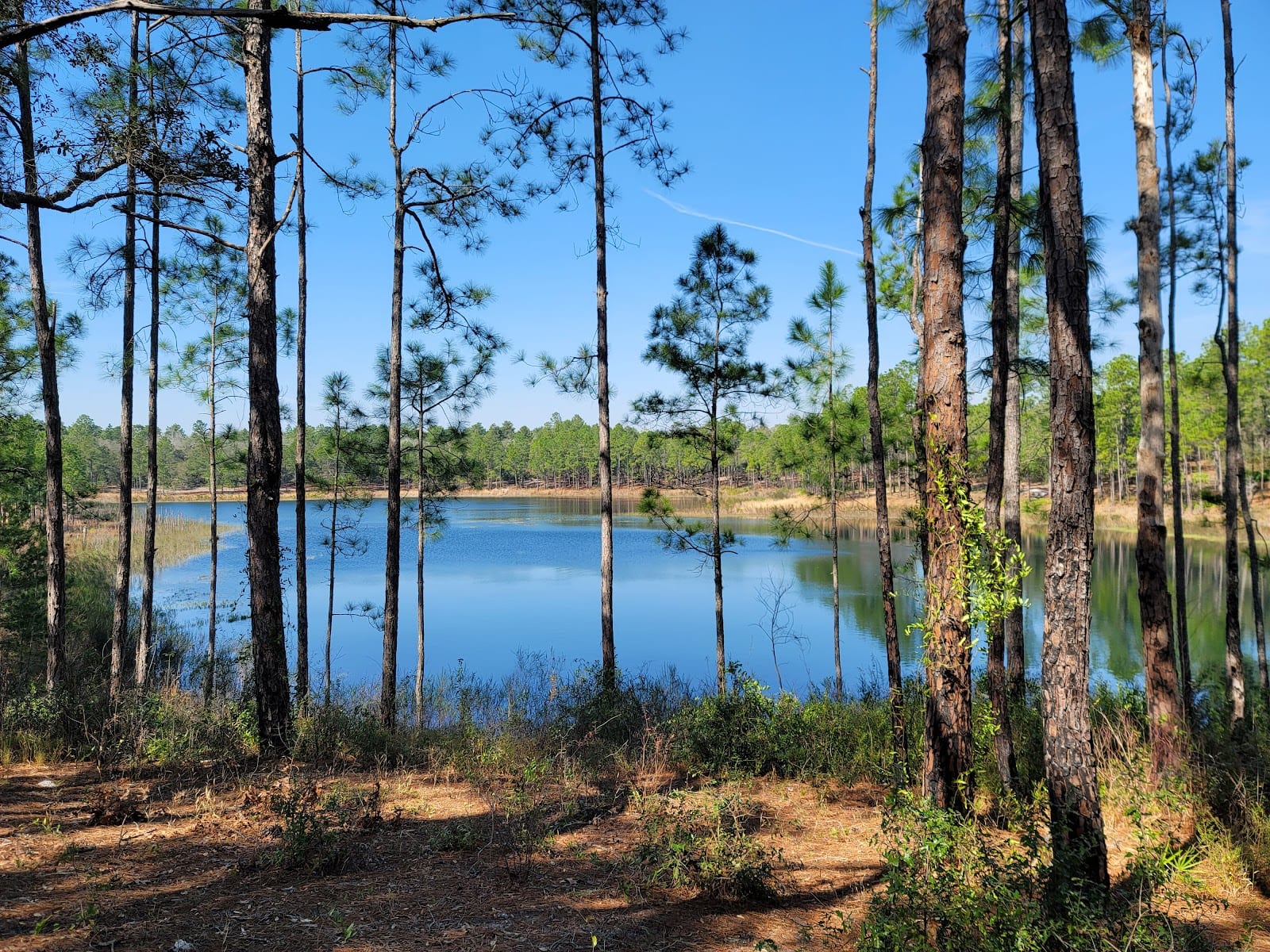 Florida Trail Treat Rd Trailhead