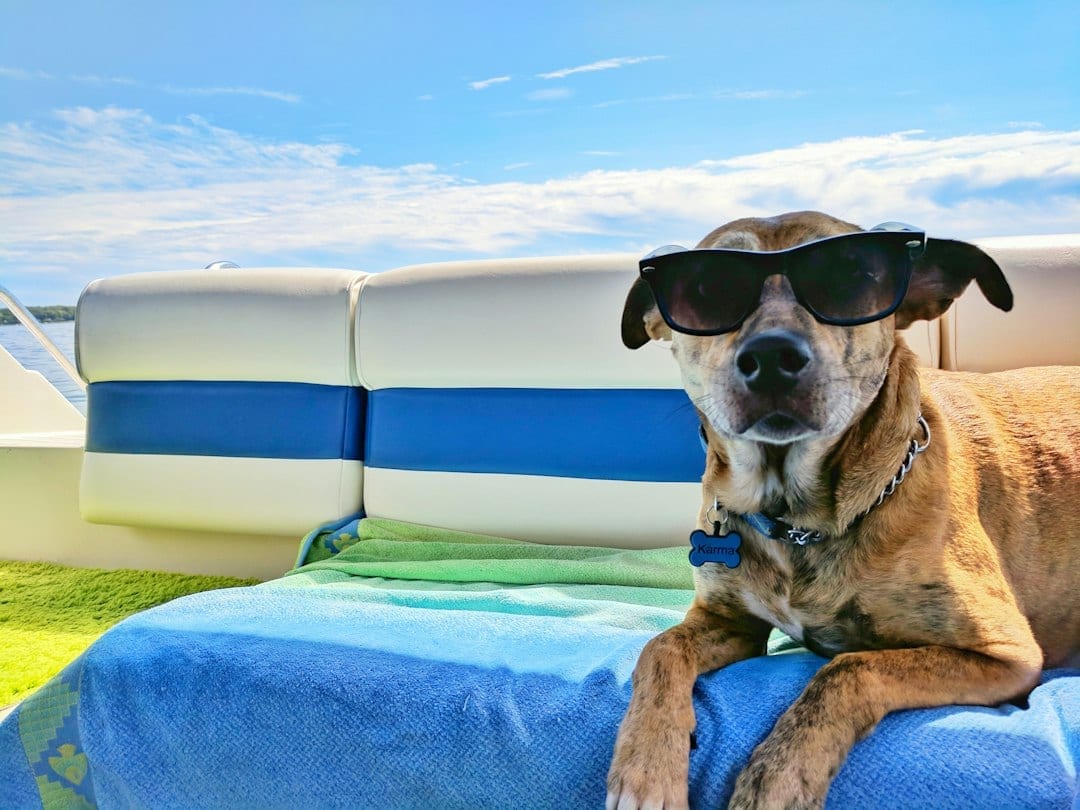 Pet-Friendly Vacation Rentals in Traverse City | Cherry Buzz