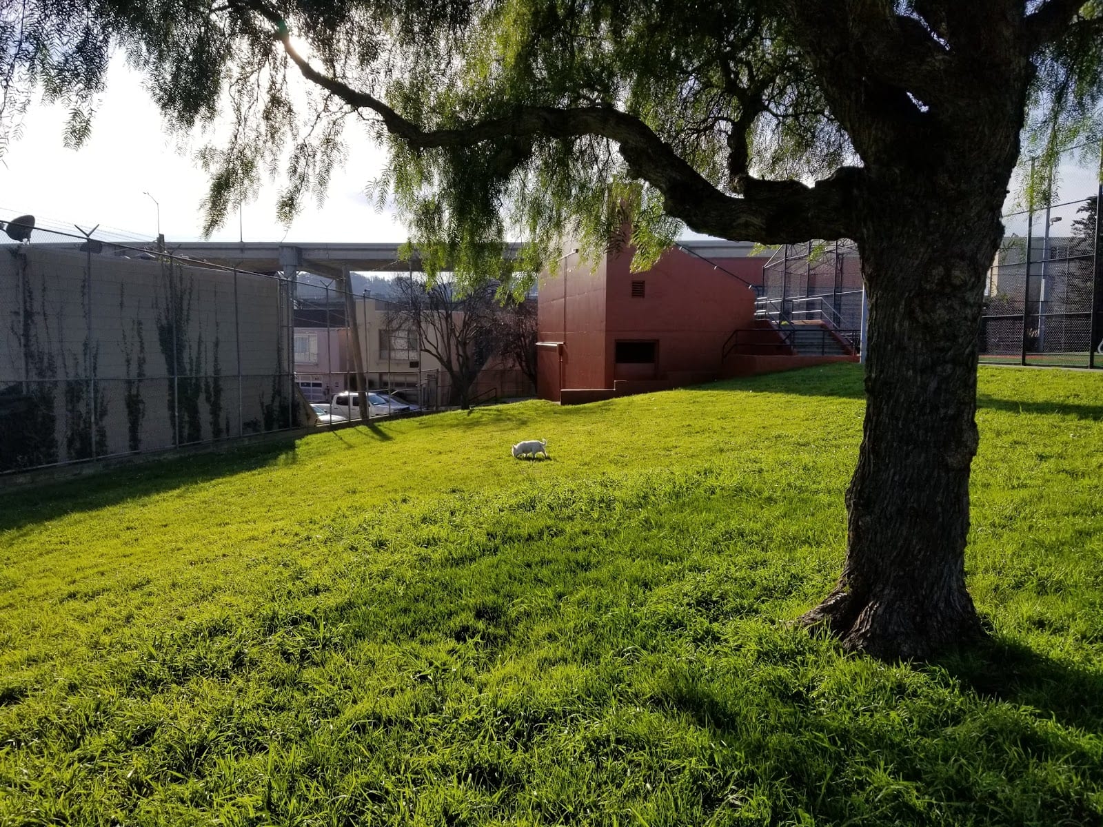 Silver Terrace Athletic Fields, photo 3