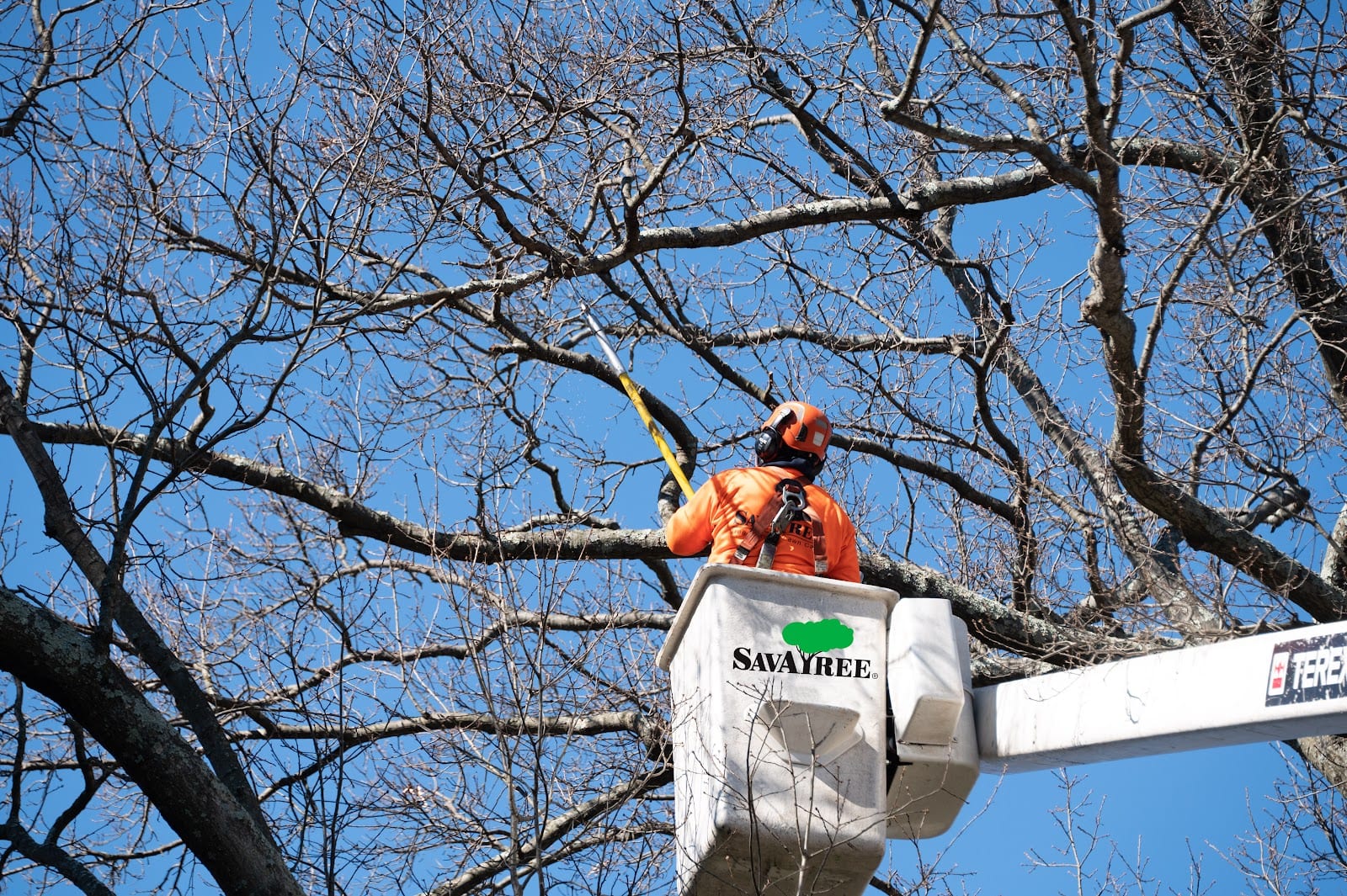 SavATree - Tree Service