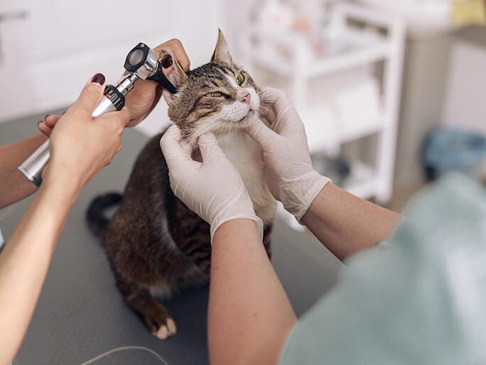 Banfield Pet Hospital, photo 2
