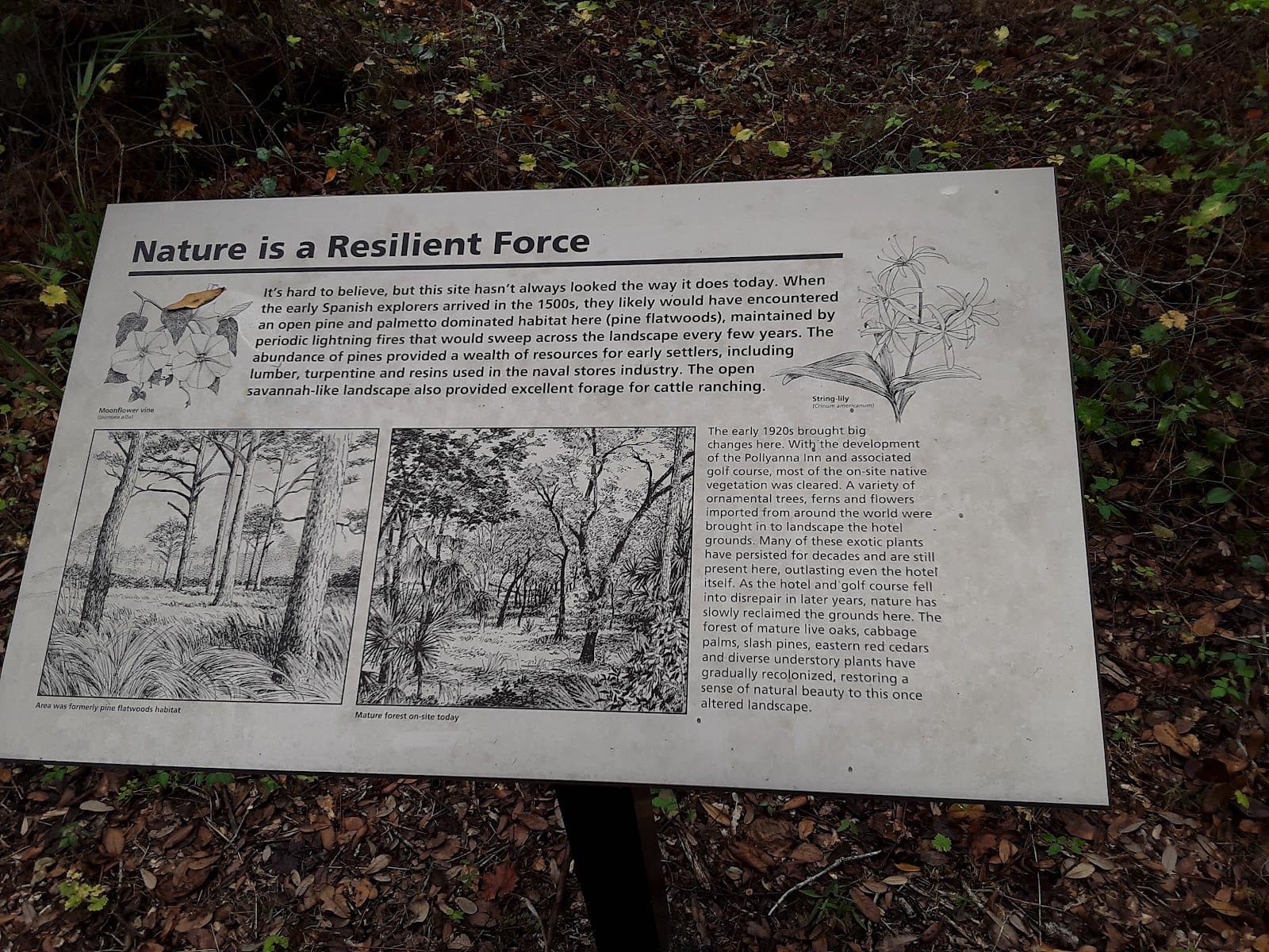 Pocono Trail Preserve, photo 2