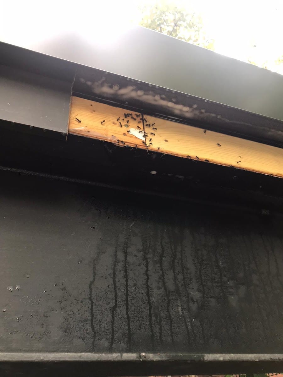 Pest Control Markham, photo 4