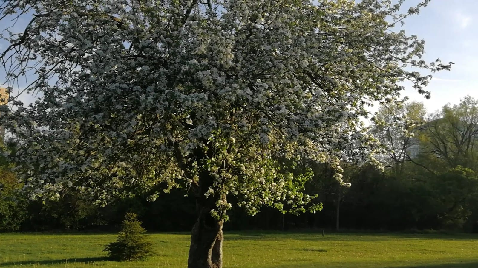 Rowntree Mills Park, photo 2