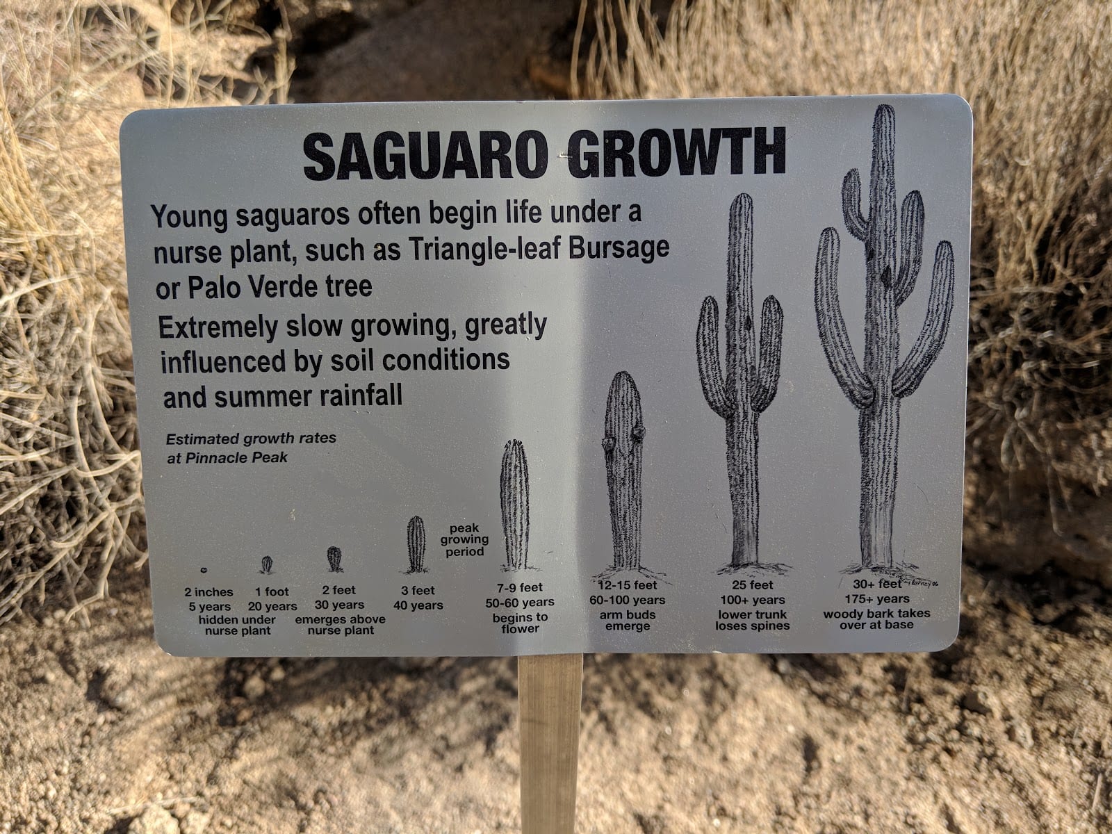 Pinnacle Peak Park, photo 3